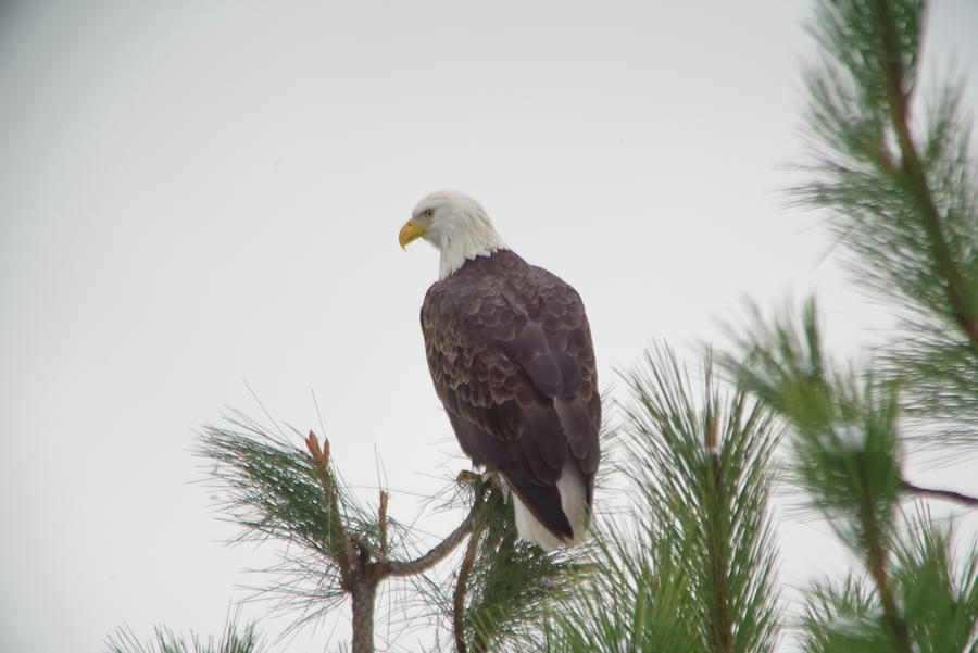 An Eagle In The Pine Photograph