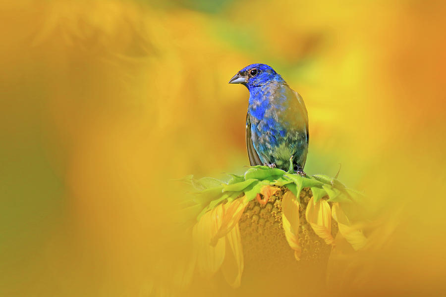 An Indigo Bunting Perched on a Sunflower #1 Photograph by Shixing Wen