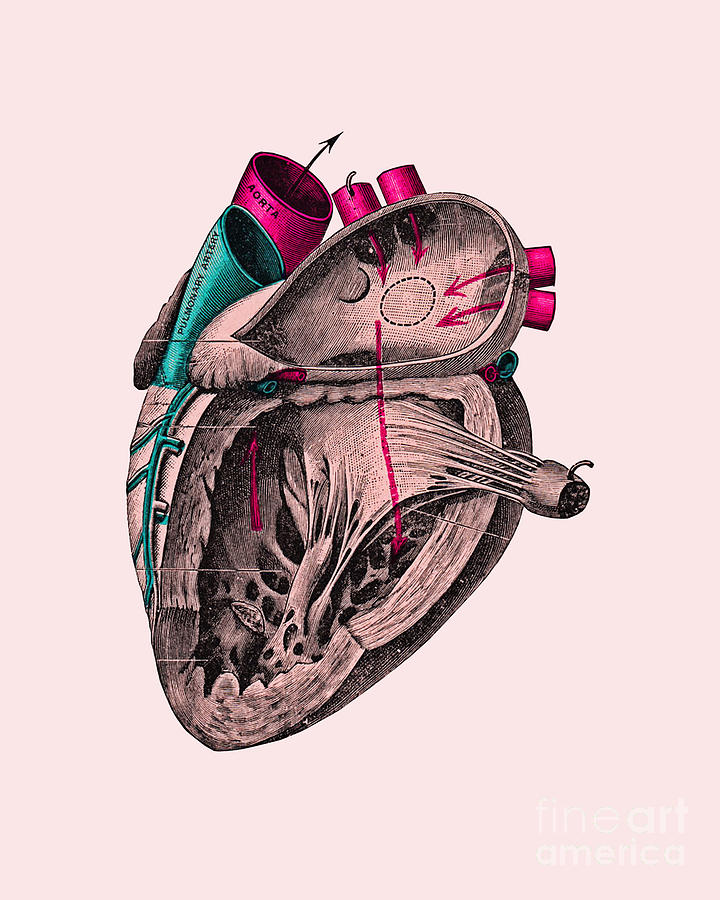 Vintage Digital Art - Anatomical Heart #1 by Madame Memento