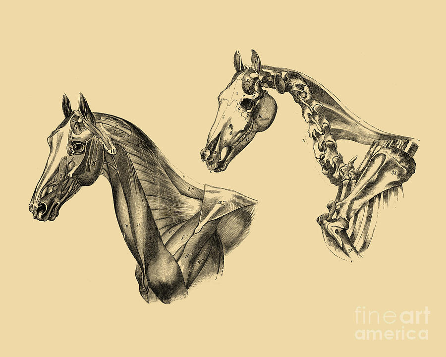 Horse Digital Art - Anatomical Horses #1 by Madame Memento