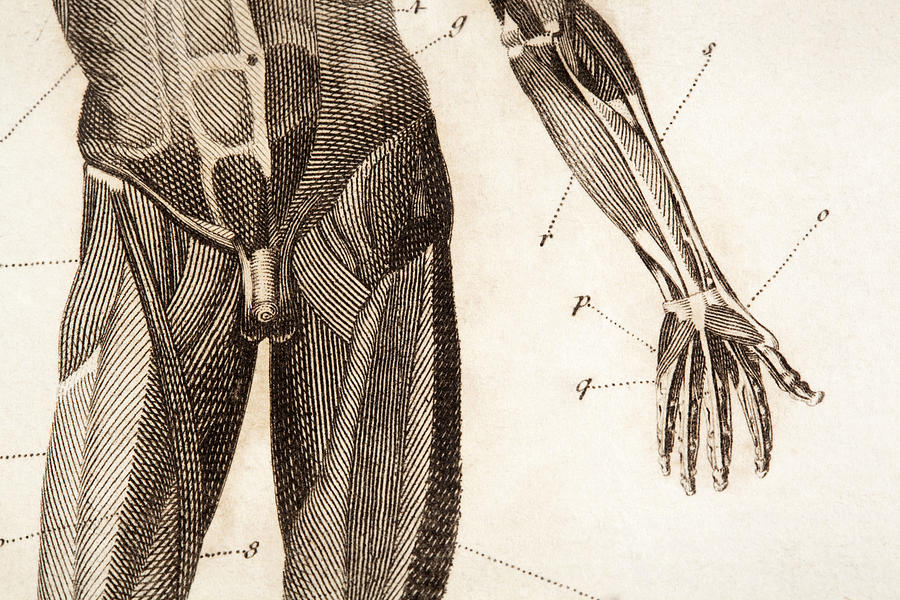 Anatomy engraving #1 Drawing by Belterz