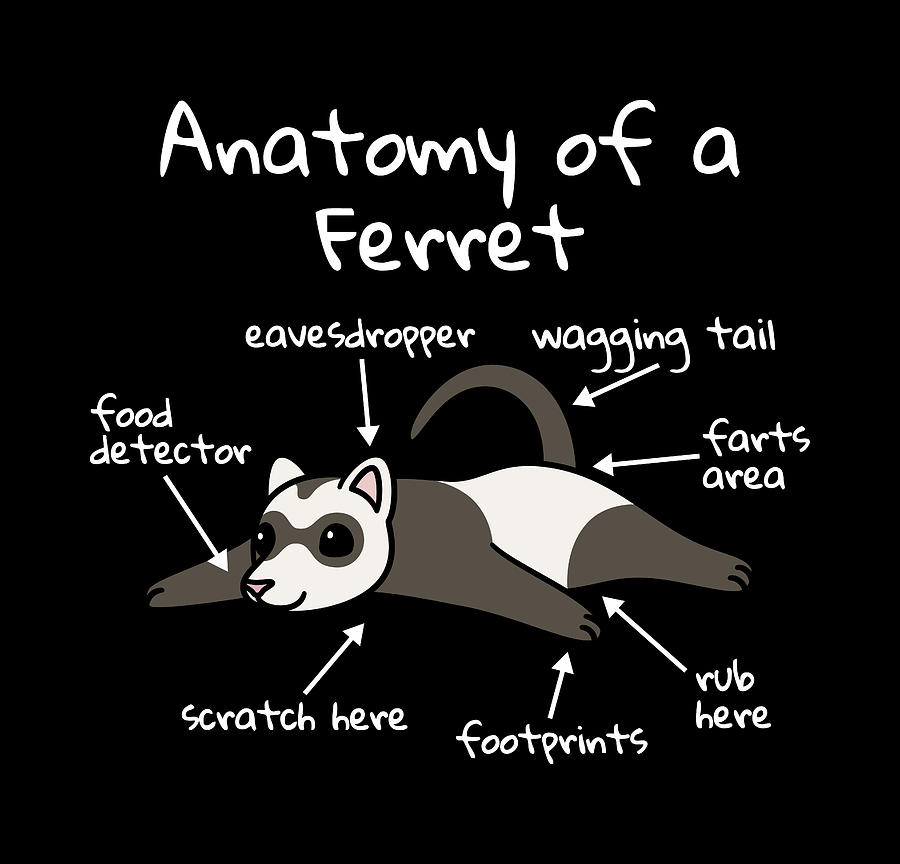 Anatomy Of A Ferret Digital Art By Jeff Chen - Fine Art America