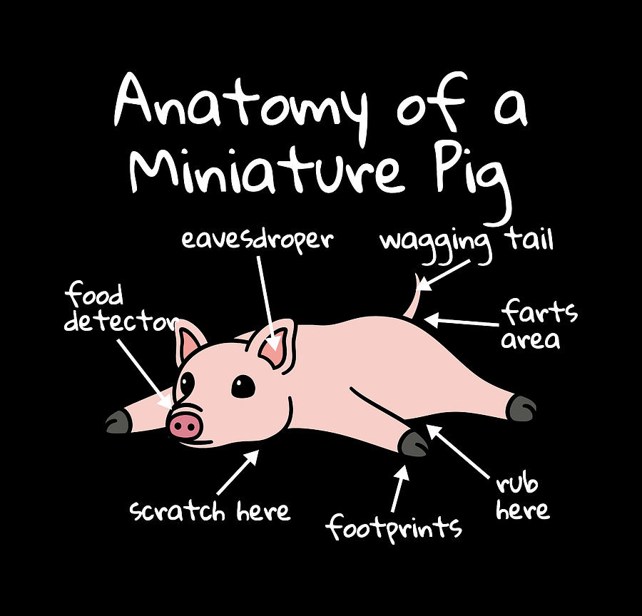 Anatomy Of A Mini Pig Digital Art by Jeff Chen - Pixels