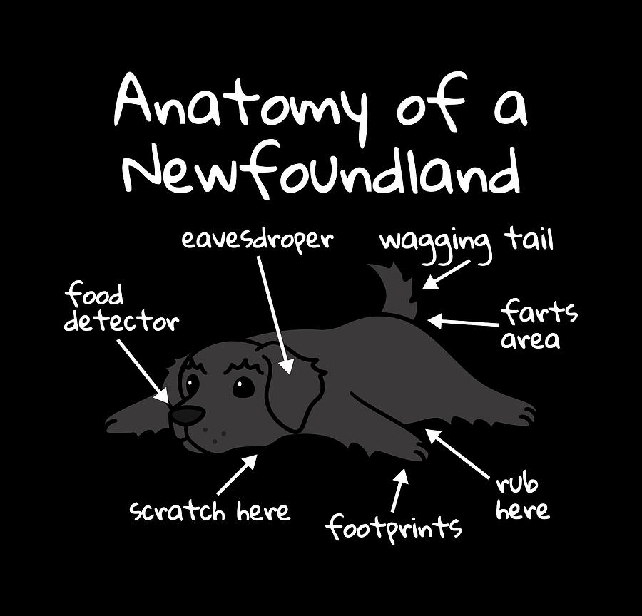 Anatomy Of A Newfoundland Dog Digital Art by Jeff Chen - Pixels