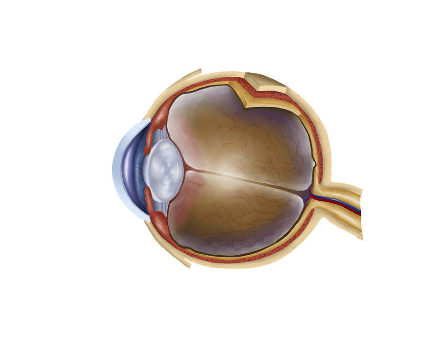 Anatomy of human eye. #1 Drawing by Stocktrek Images