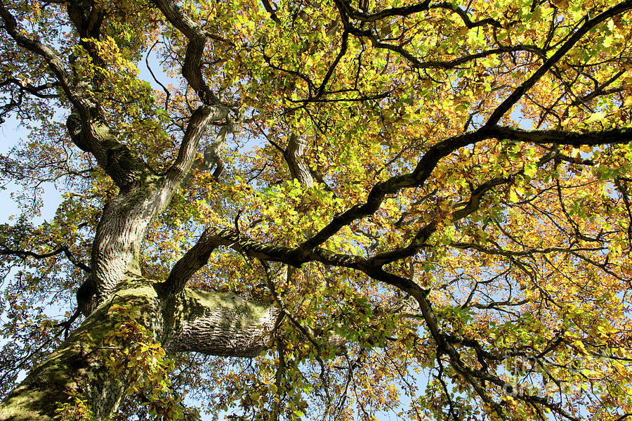 Ancient Autumn Oak Tree Canopy #1 Photograph by Tim Gainey