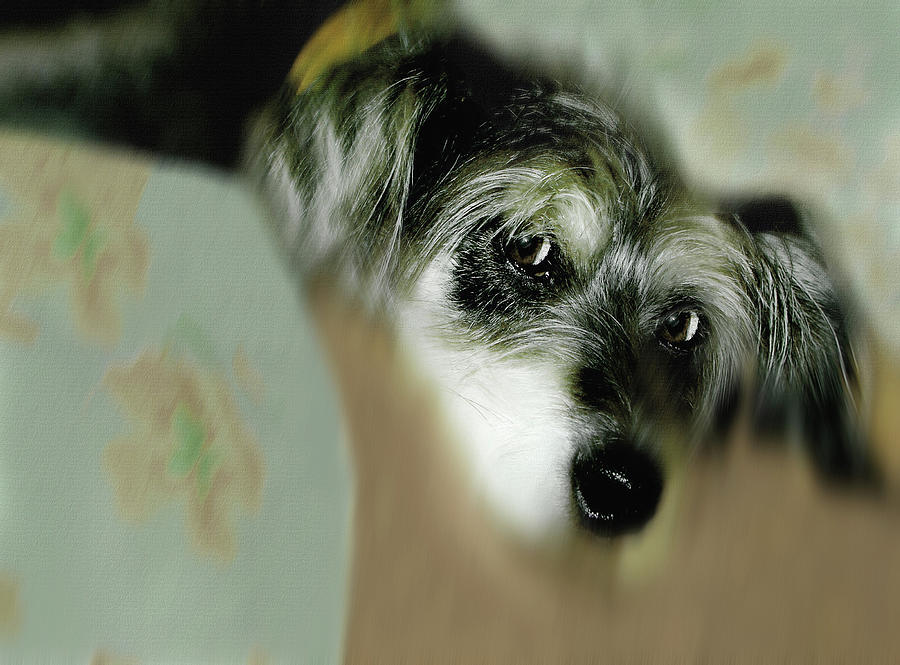 	And this is Sparky 8 #2 Digital Art by Miss Pet Sitter