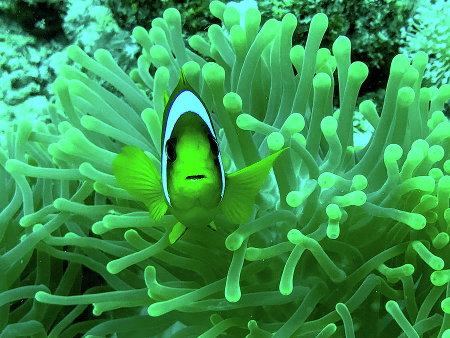 Anemone Fish Photograph