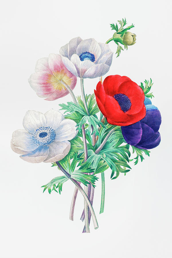 Anemone By Pierre-joseph Redoute Drawing