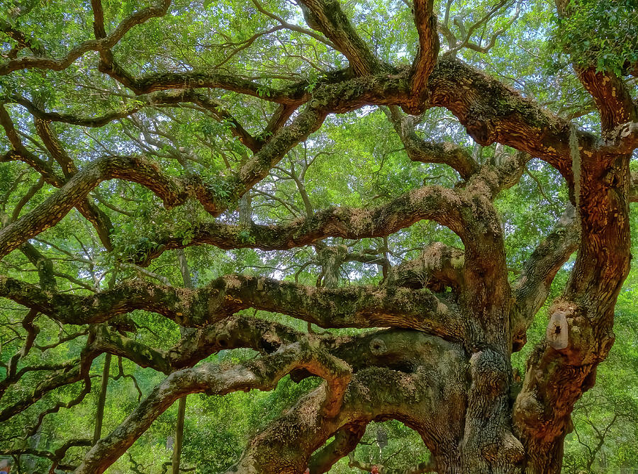 Angel Oak Branches #1 Photograph by Dan Sproul