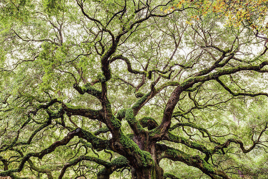 Angel Oak Canopy, Johns Island, South Carolina #1 Photograph by Dawna Moore Photography