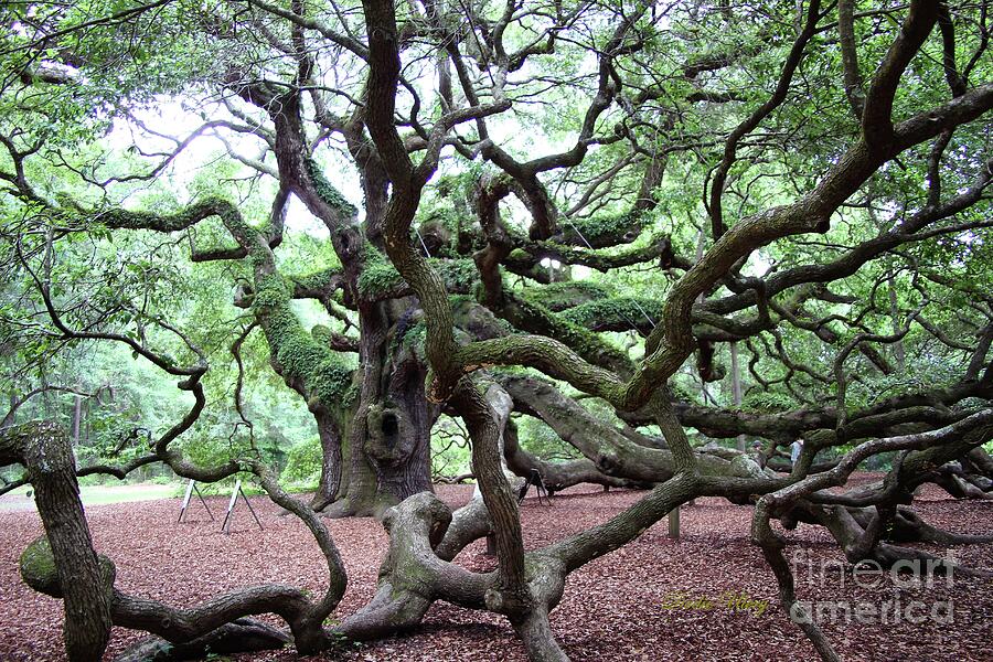 Angel Oak Full Color, Charleston, SC Photograph by Dodie Ulery