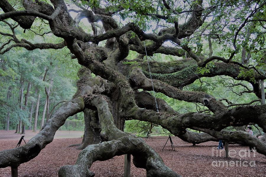 Angel Oak #4 Photograph by Groover Studios
