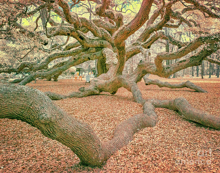 Angel Oak #1 Photograph by Izet Kapetanovic