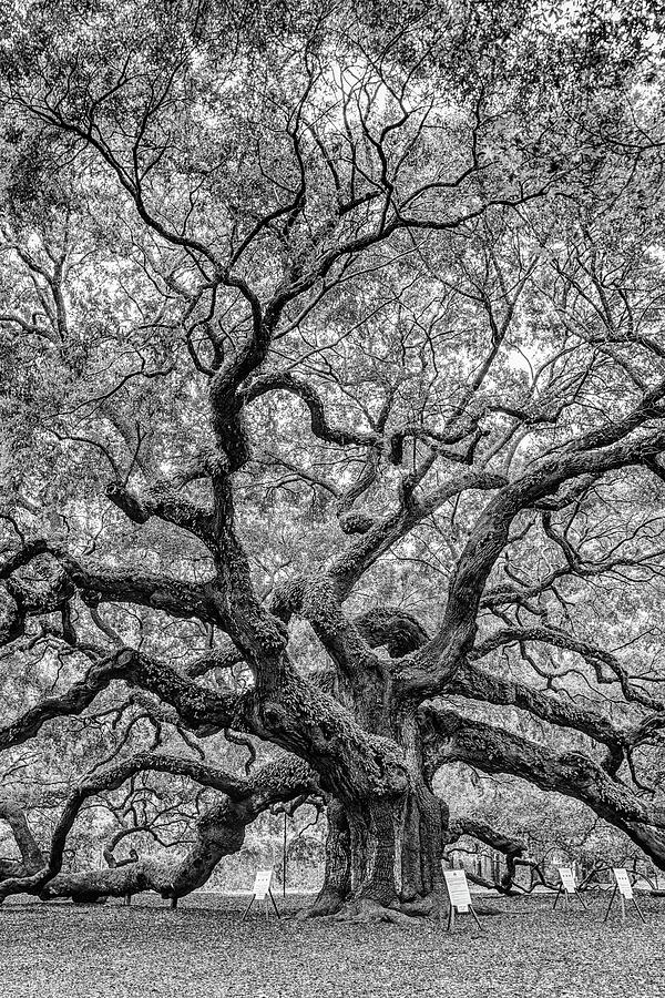 Black And White Photograph - Angel Oak on Johns Island near Charleston, South Carolina #1 by Dawna Moore Photography