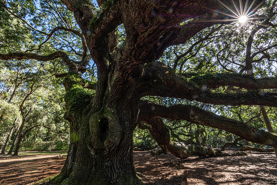 Angel Oak Tree #2 Photograph by Douglas Wielfaert