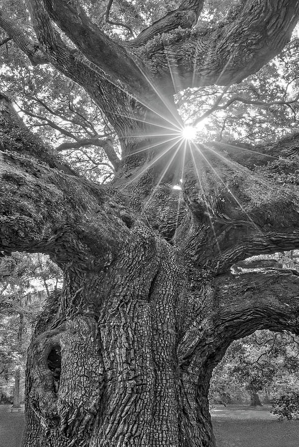 Angel Oak Tree Star SC #1 Photograph by Susan Candelario