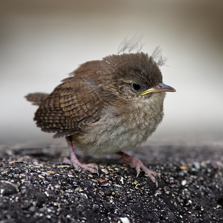 Wren Photograph - Bad Hair Day for Angry Bird -  Baby Wren Fledgling side profile version by Peter Herman