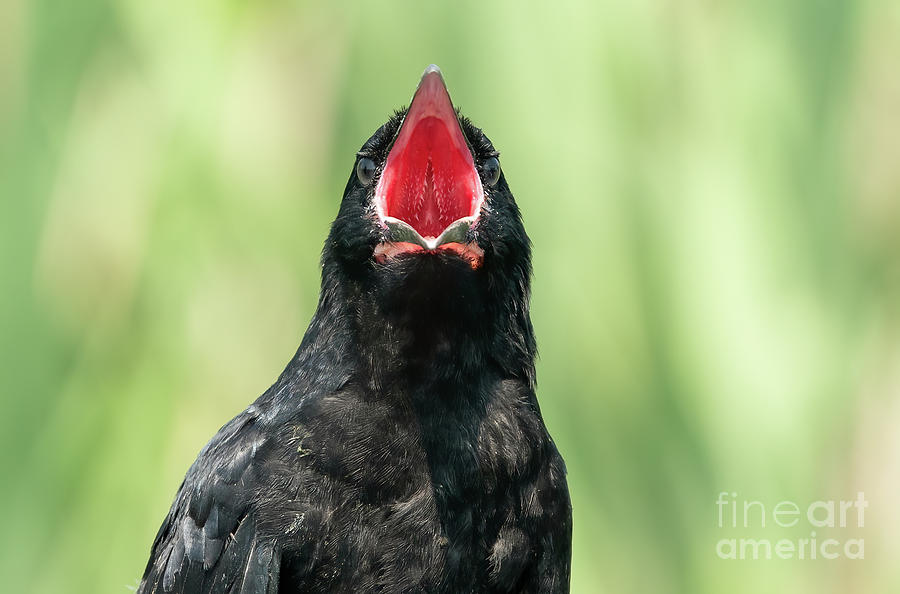 Angry Crow #1 Photograph by Sam Rino
