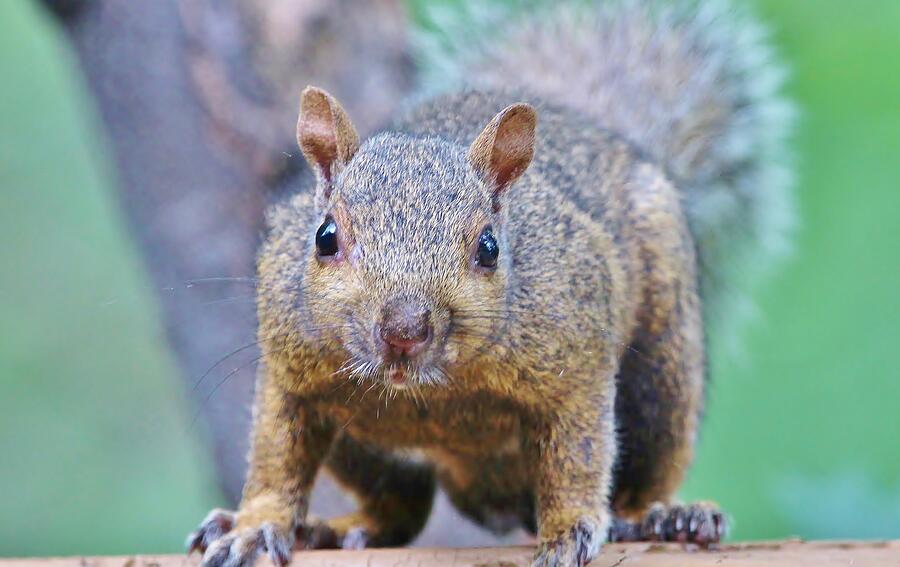 Animal #1 Photograph by John Walsh Animal #1 Photograph by John Walsh