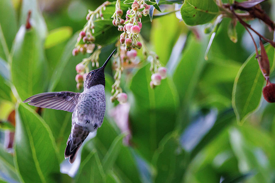 Bird Photograph - Annas Hummingbird #1 by Alec Klobuchar