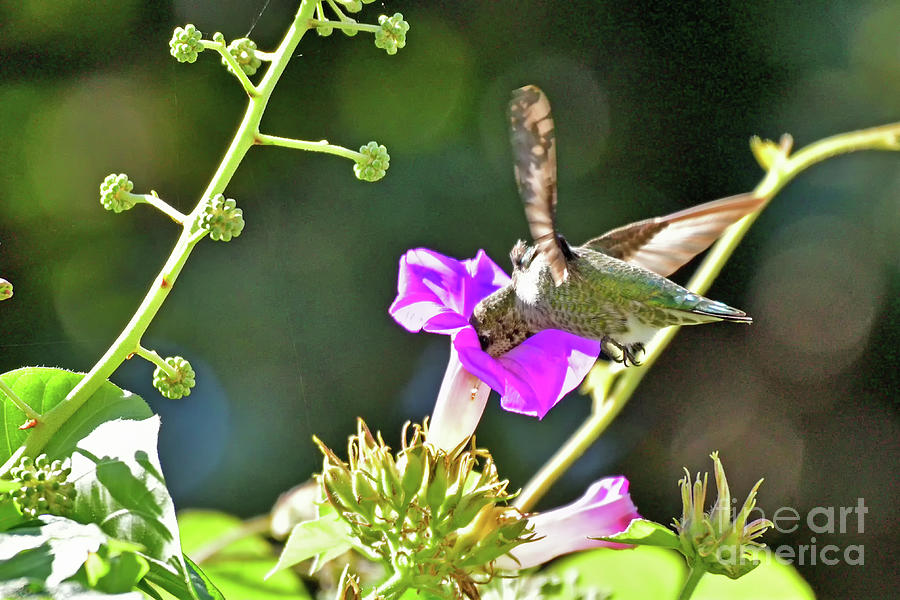 Annas Hummingbird #1 Photograph by Amazing Action Photo Video