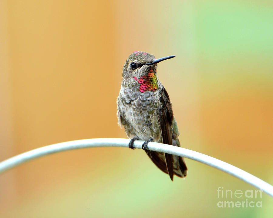Annas Hummingbird #3 Photograph by Denise Bruchman