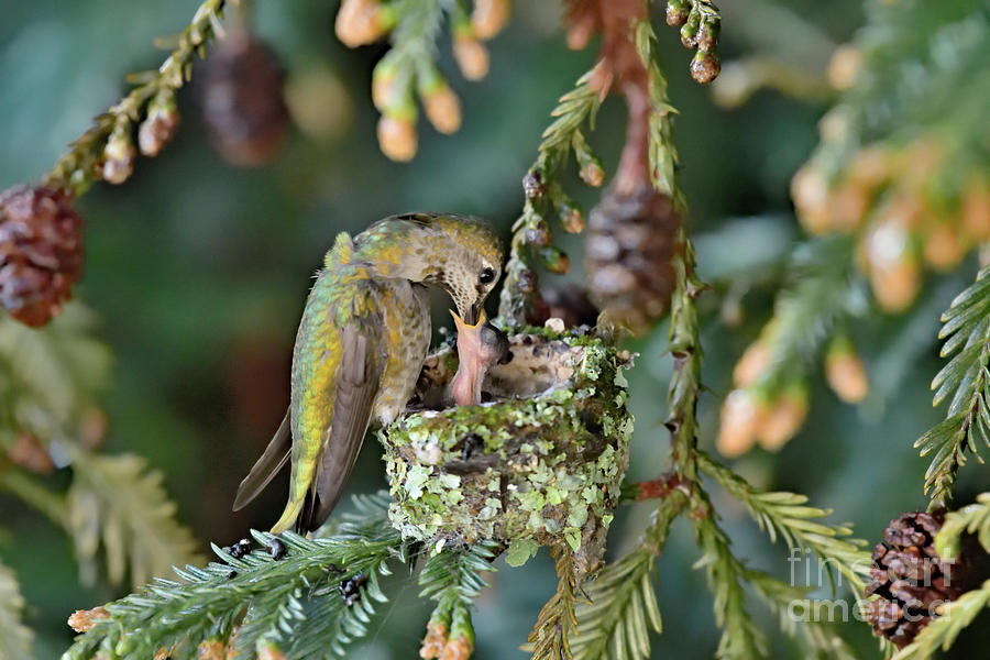 Annas Hummingbird Feeding her chicks #2 Photograph by Amazing Action Photo Video
