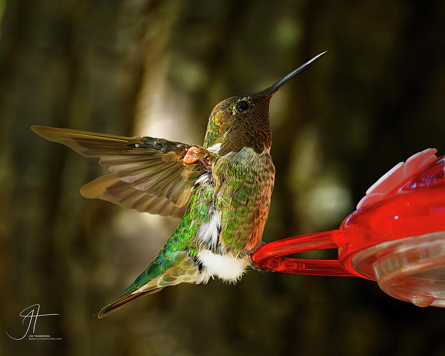 Annas Hummingbird #1 Photograph by Jim Thompson
