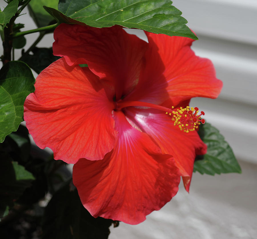 Another Hibiscus #1 Photograph by Thomas Whitehurst