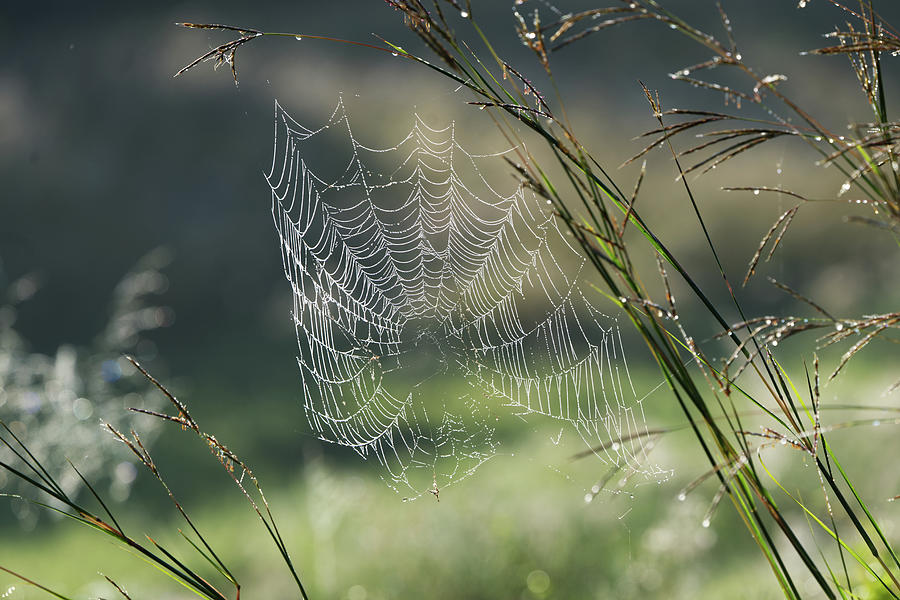 Another Web #1 Photograph by Paul Ross