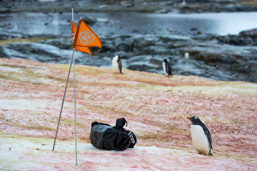 Antarctica: Gentoo Penguin at Petermann Island #1 Photograph by Goddard_Photography