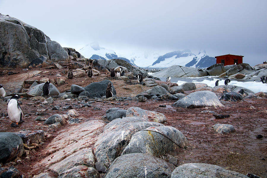 Antarctica: Petermann Island #1 Photograph by Goddard_Photography