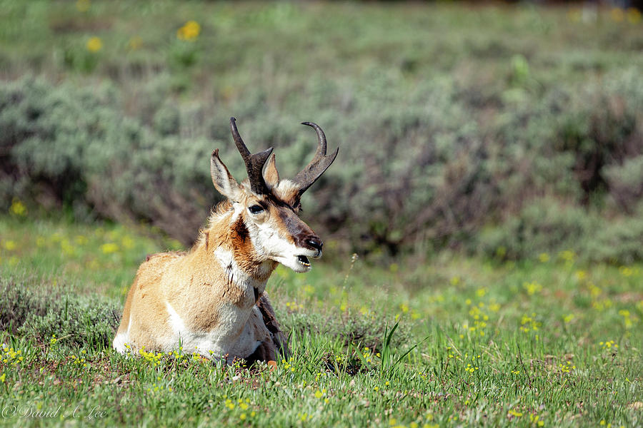 Antelope #2 Photograph by David Lee