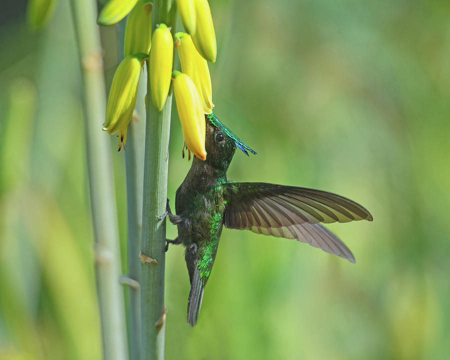 Antillean Crested Hummingbird #1 Photograph by CR Courson