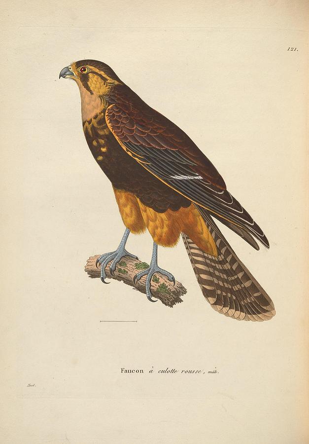 Antique Aplomado Falcon #1 Mixed Media by World Art Collective