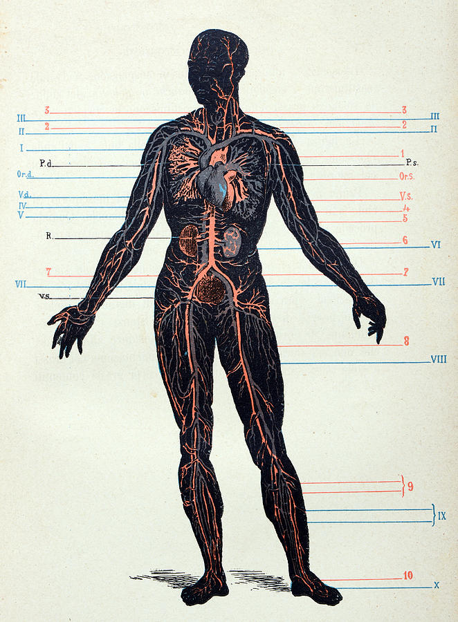 Antique medical scientific illustration high-resolution: Nervous system #1 Drawing by Ilbusca
