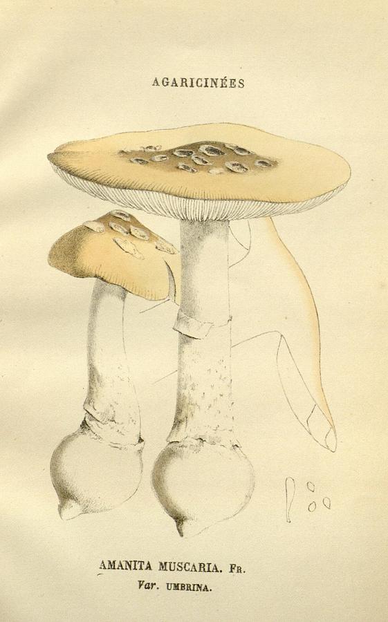 Antique Mushroom Illustration #1 Mixed Media by World Art Collective