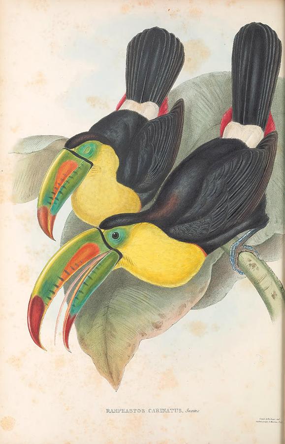 Antique Toucan Illustrations #1 Mixed Media by World Art Collective