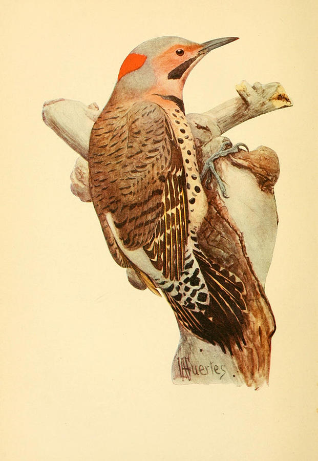 Antique Woodpecker Illustration #1 Mixed Media by World Art Collective