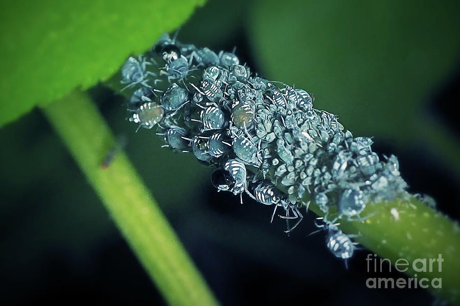 Wildlife Photograph - Aphis fabae Group Of Black Bean Aphid Insects #1 by Frank Ramspott