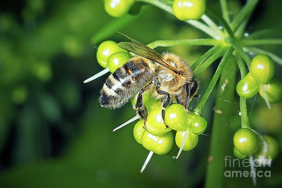 Nature Photograph - Apis mellifera Western Honey Bee Insect #1 by Frank Ramspott
