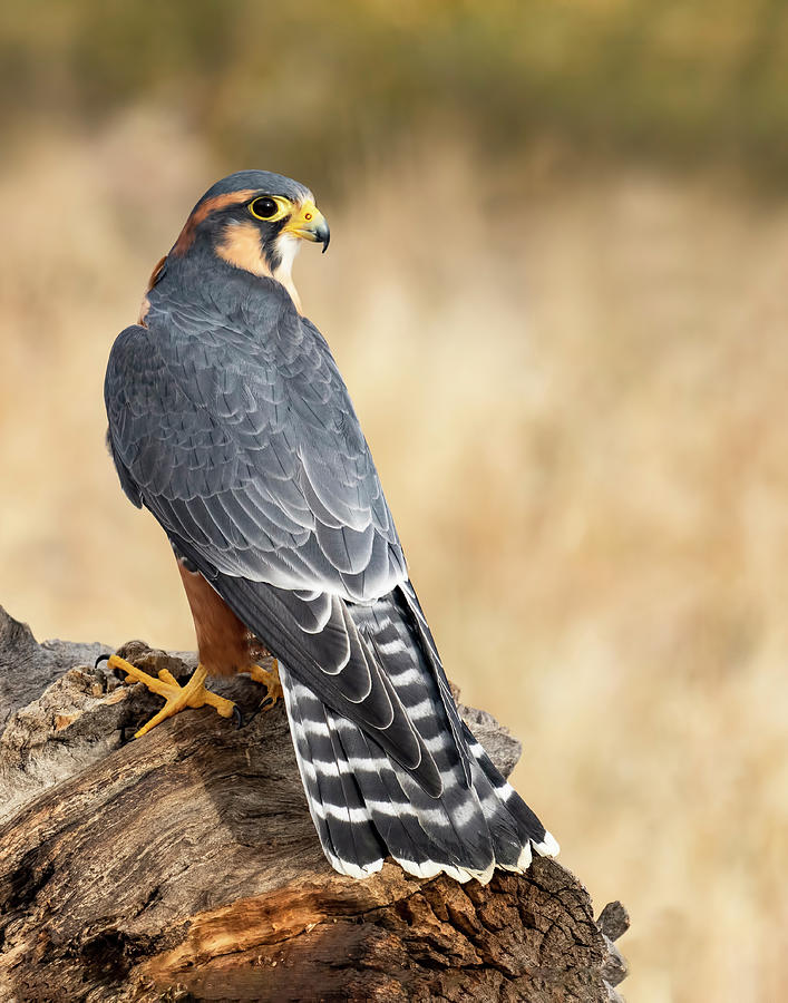 Aplomado Falcon #1 Photograph by Dawn Key