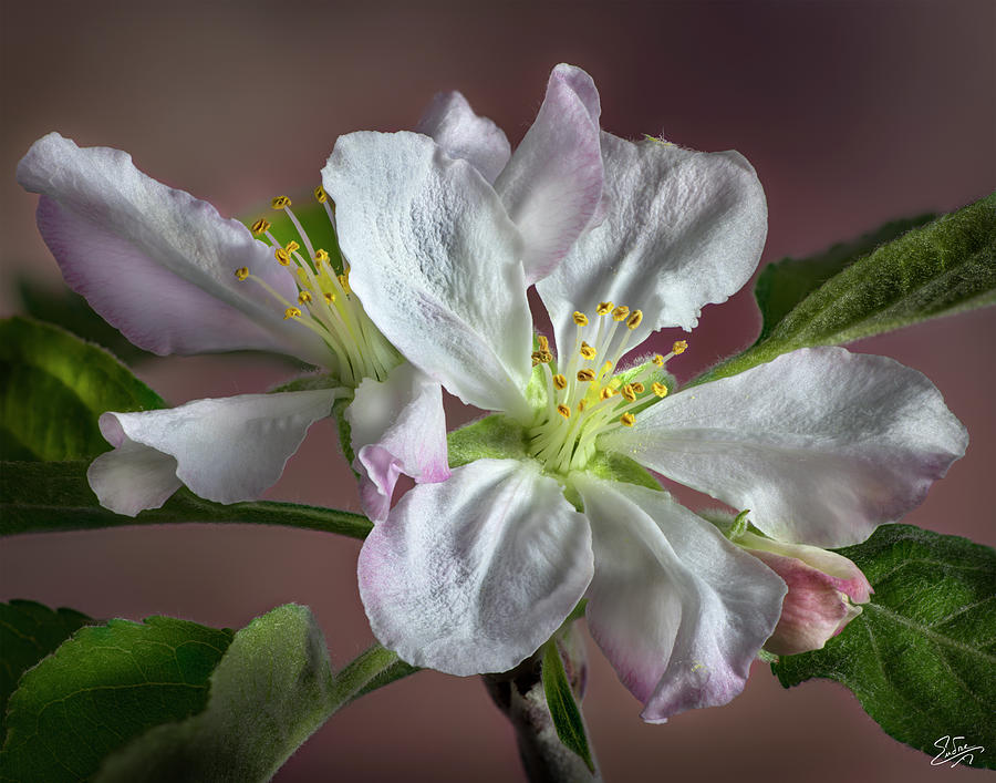 Apple Blossom #1 Photograph by Endre Balogh