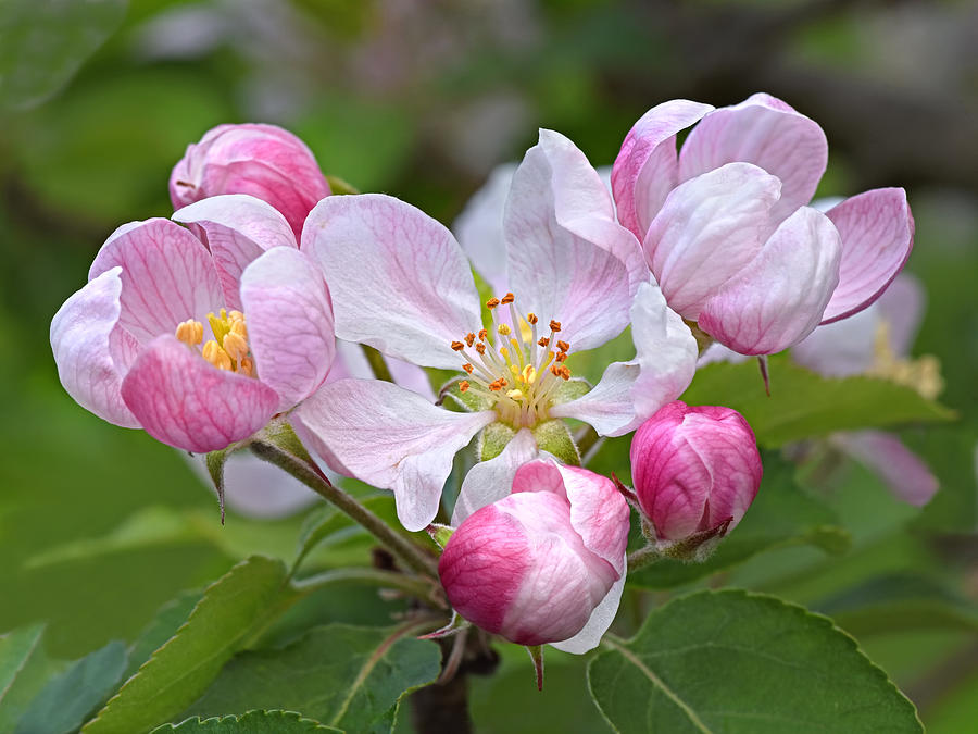 Apple Blossom Photograph by Gill Billington