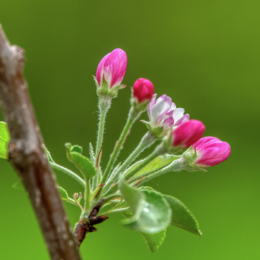 Apple Blossom #1 Photograph by Paul Freidlund