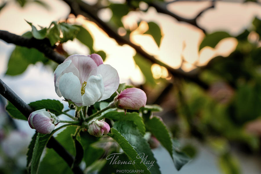 Apple blossom Photograph by Thomas Nay