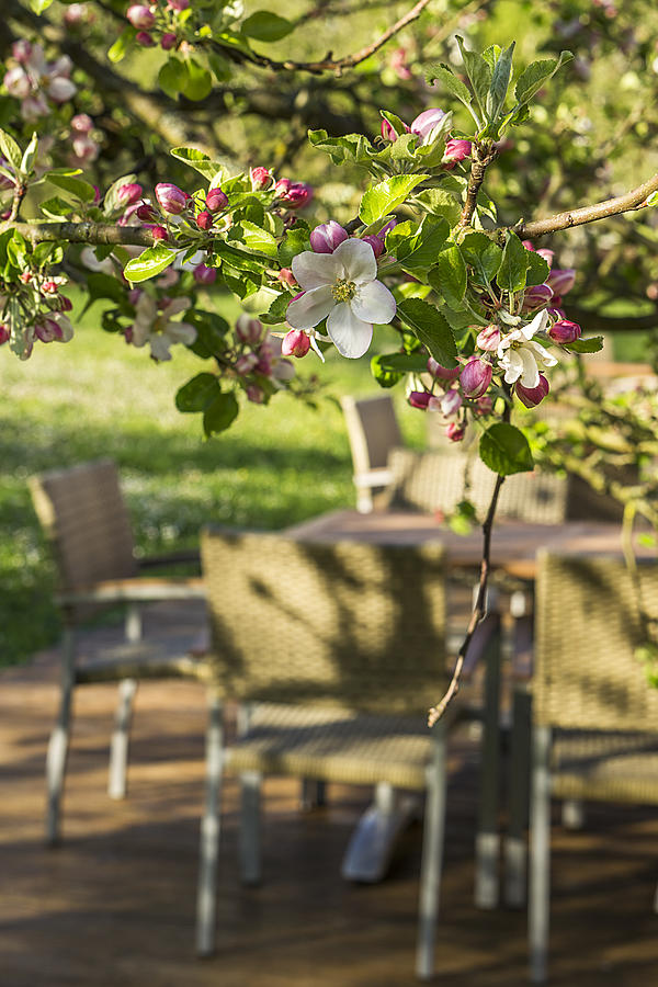 Apple blossom #1 Photograph by Tomekbudujedomek