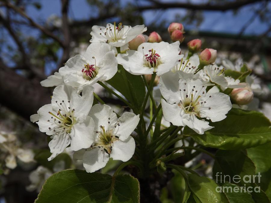 Spring Apple Blossoms Photograph by Lingfai Leung