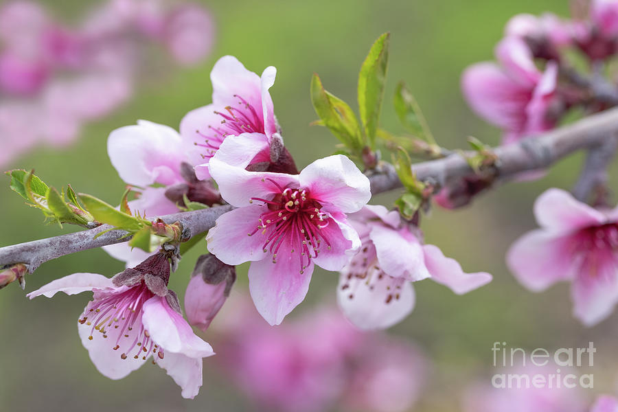Apple Blossoms #1 Photograph by Mimi Ditchie